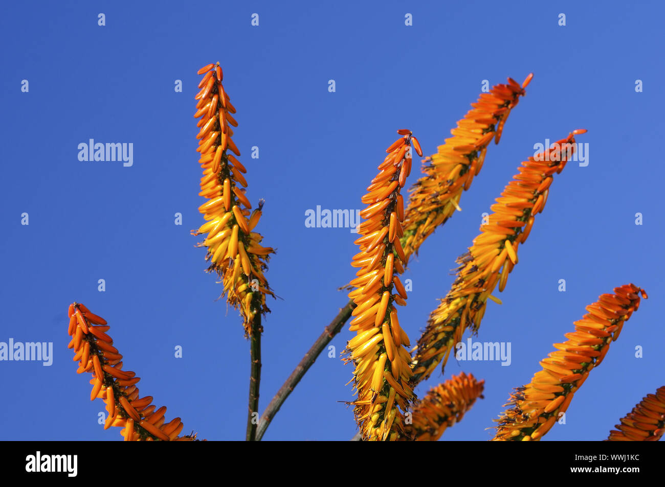 Inflorescence of Aloe marlothii Stock Photo