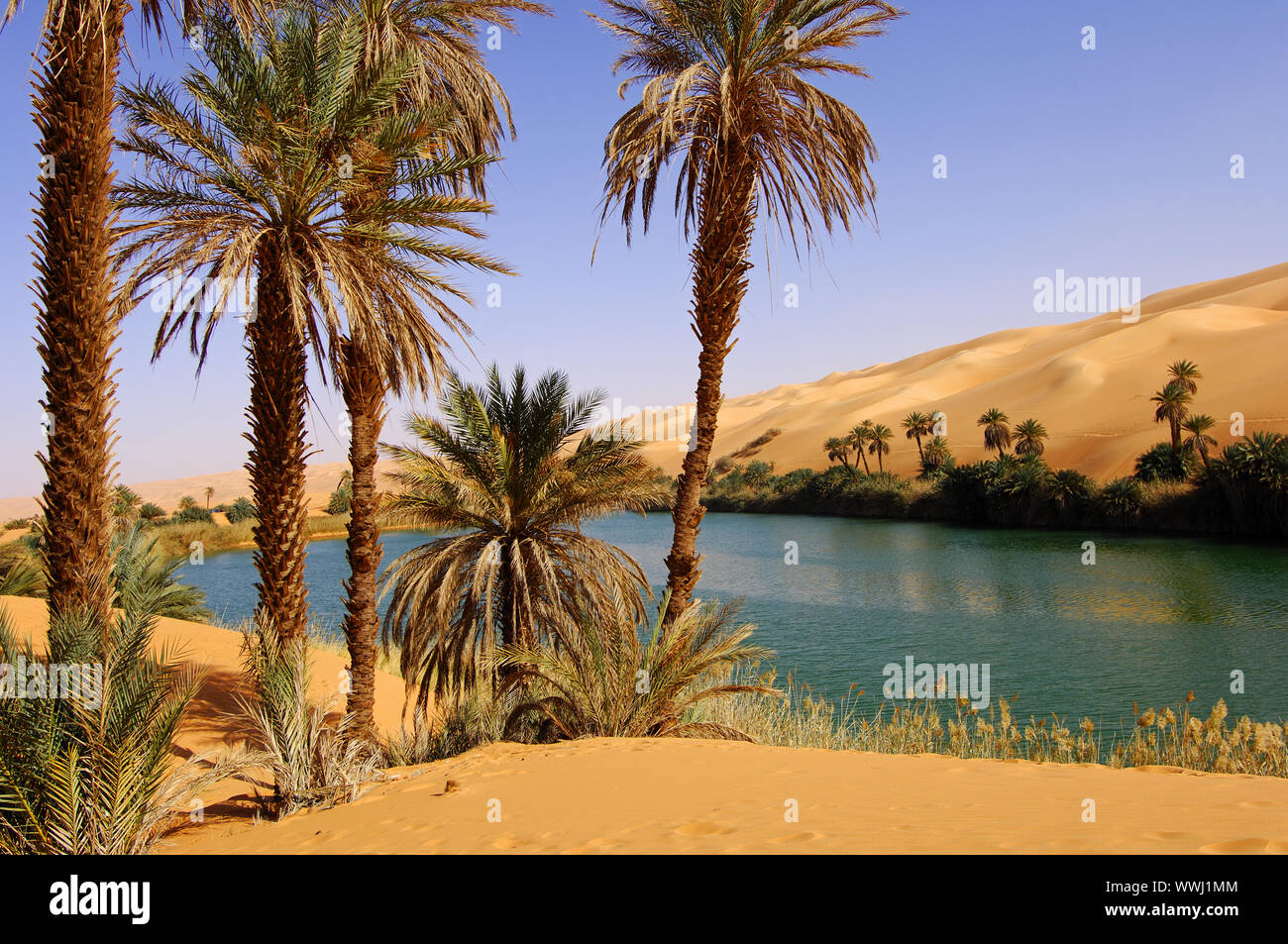 Date palms at Lake Um el Maa, Sahara Stock Photo