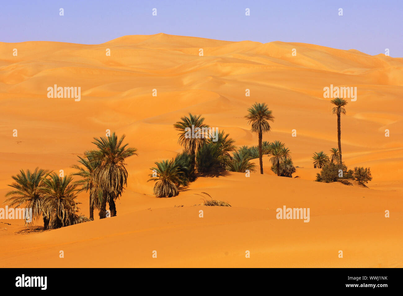 Date palms in the desert sand Stock Photo Alamy