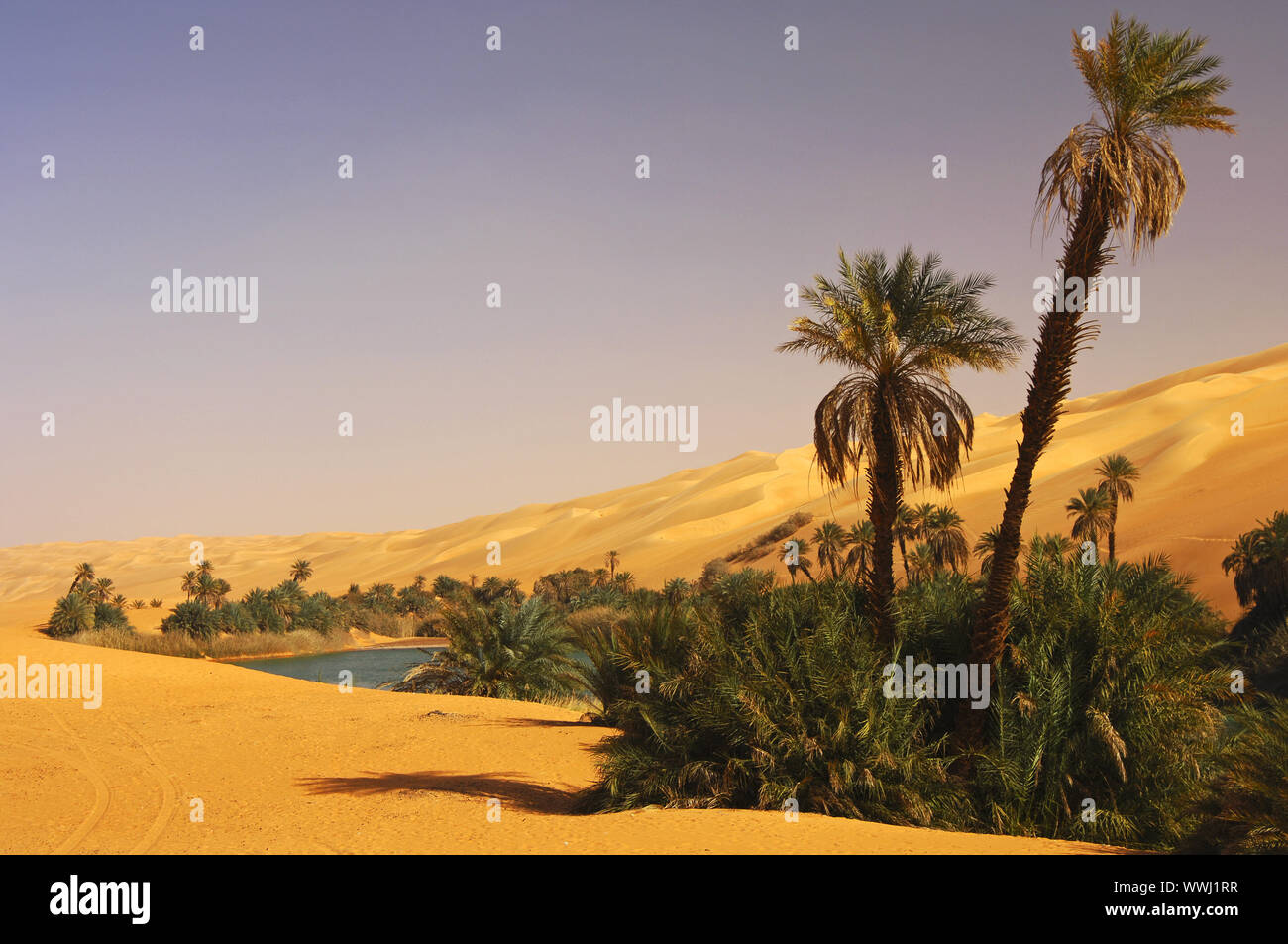 Africa libya vegetation in desert hi-res stock photography and images -  Alamy