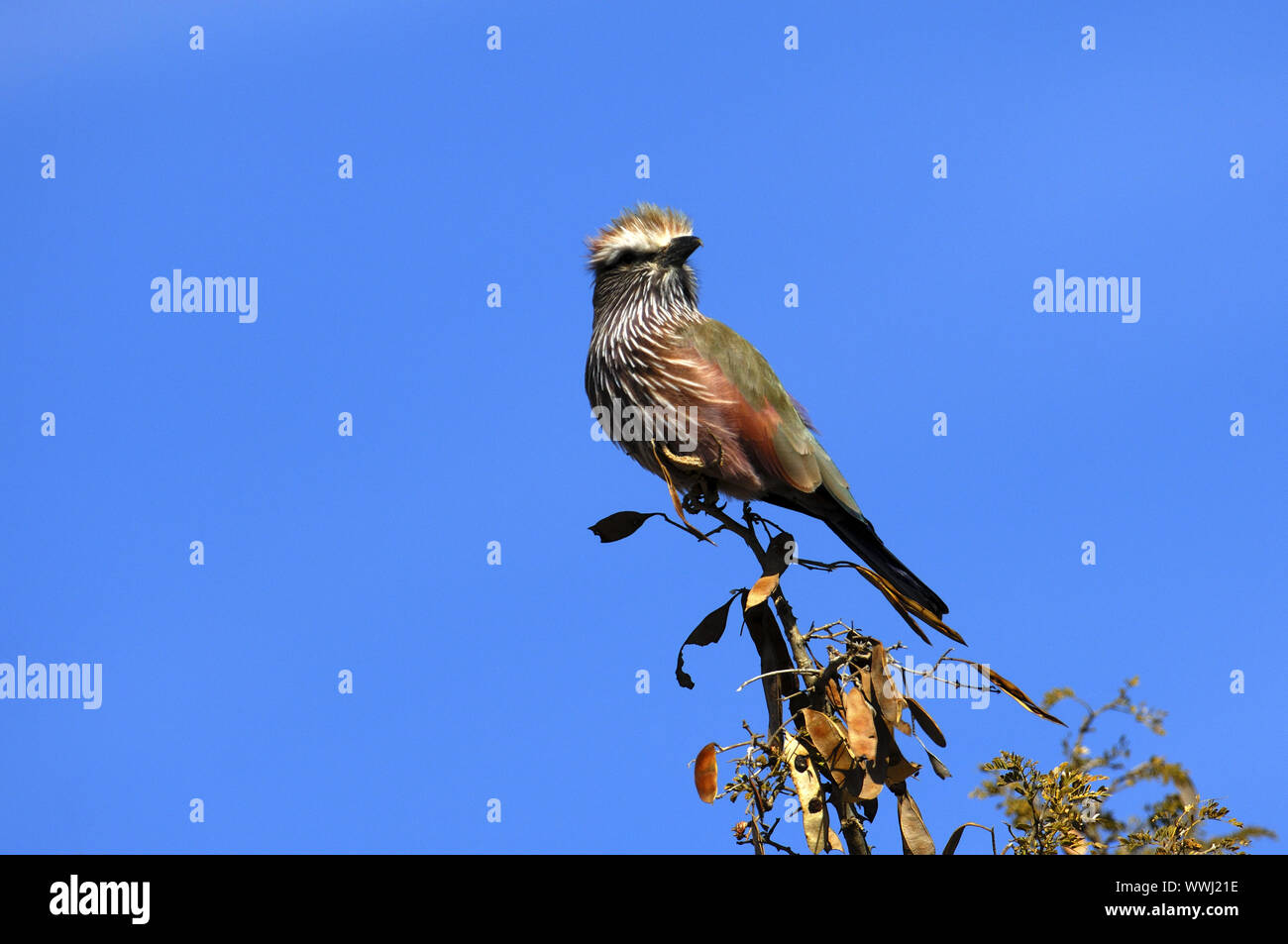 Striated Roller Stock Photo