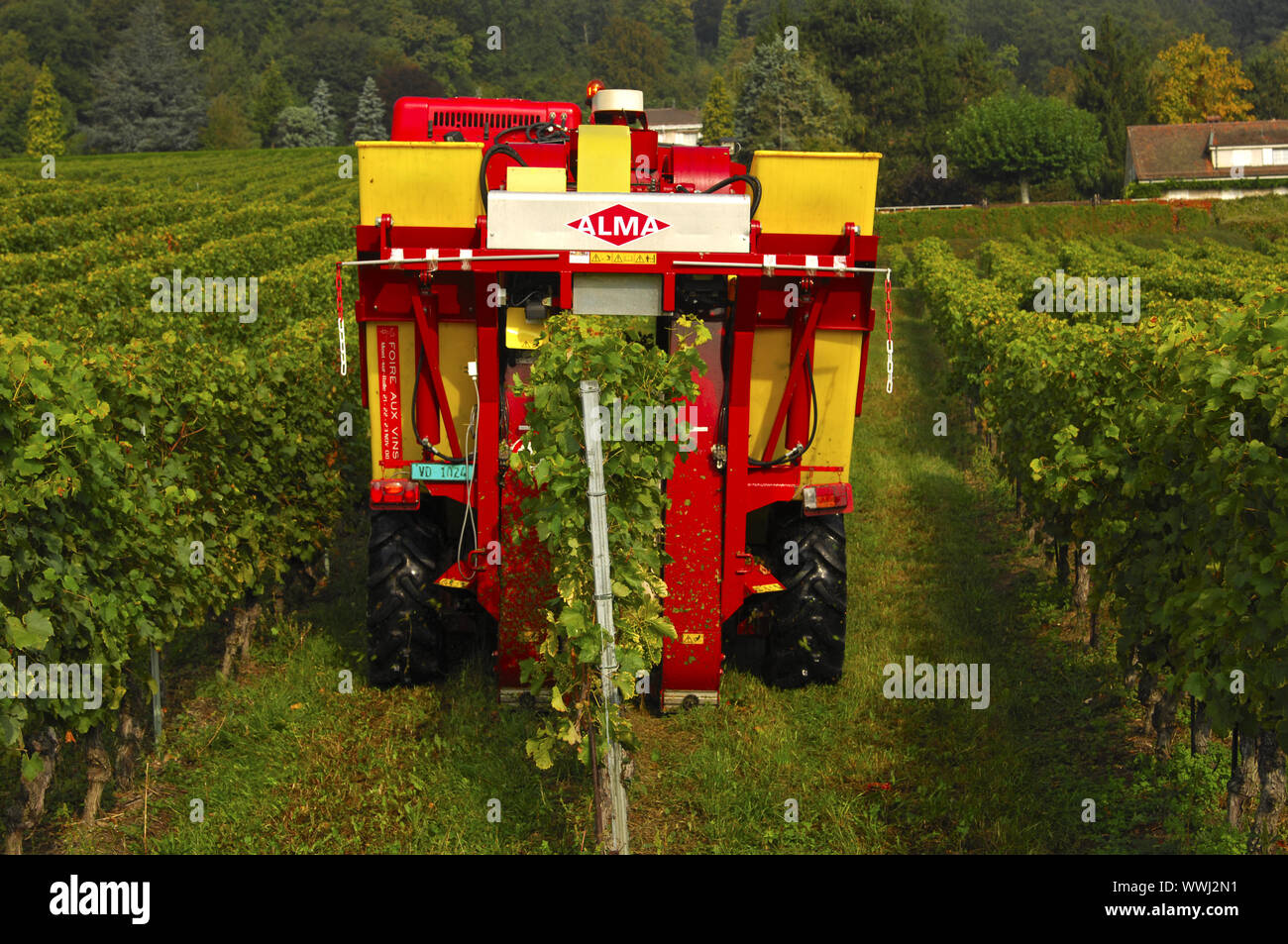 Mechanized grape harvesting Stock Photo