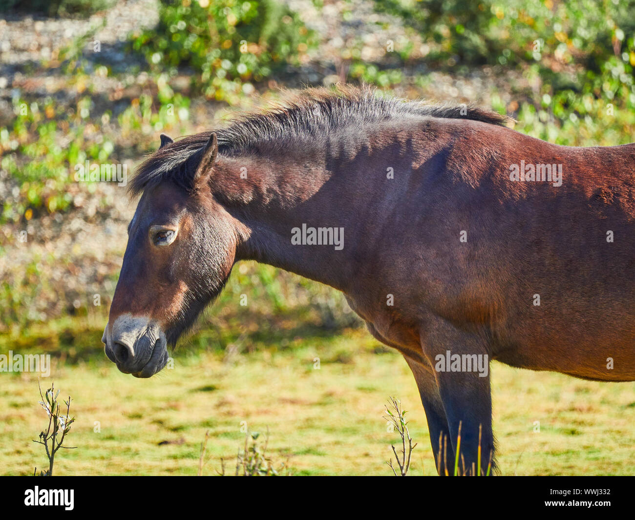 A brown coloured horse standing on its own in the countryside on a sunny day Stock Photo