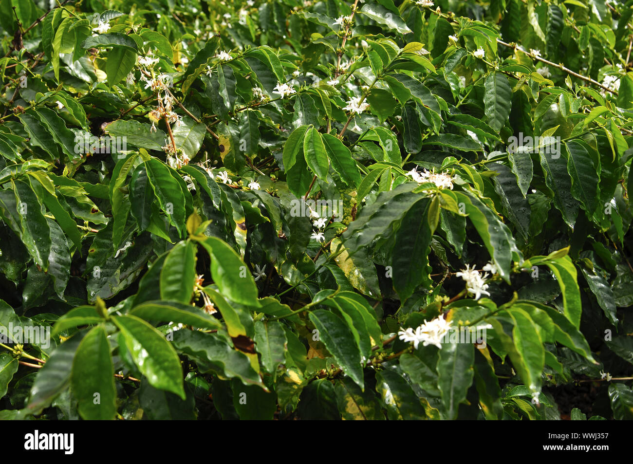 Blossoming coffee shrub Stock Photo