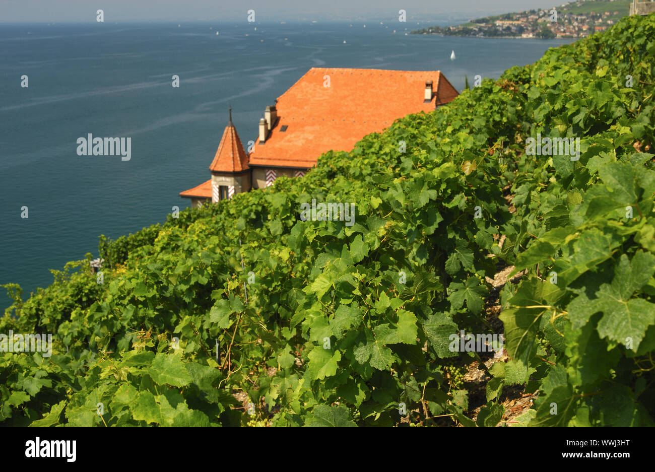 Winery Clos des Abbayes, Lavaux on Lake Geneva Stock Photo Alamy