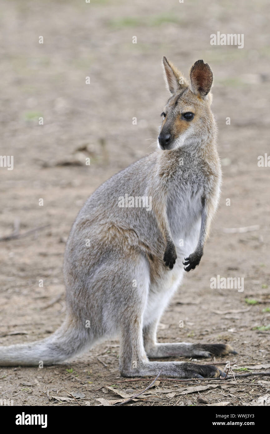 Flinkwallaby, Macropus agilis, queensland, australien Stock Photo