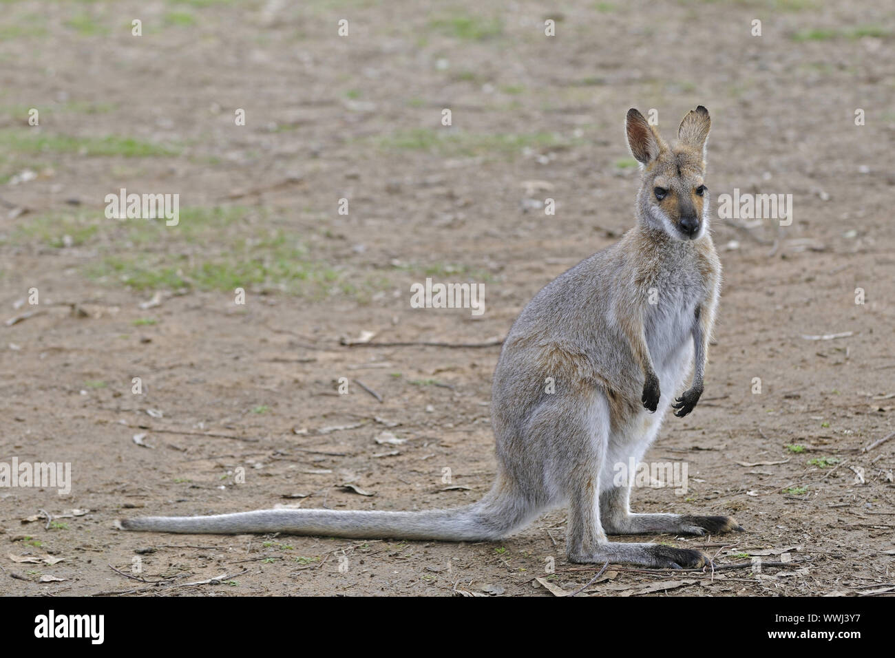 Flinkwallaby, Macropus agilis, queensland, australien Stock Photo