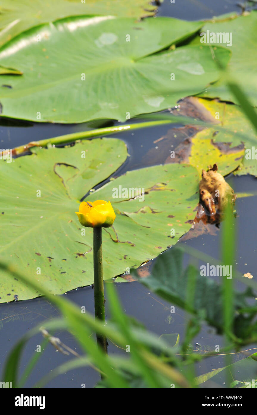 water plant called Spatterdock Stock Photo - Alamy