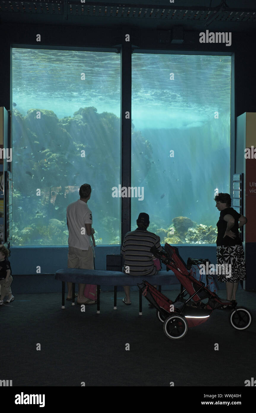 Insight into the largest coral reef aquarium on earth at HQ Reefworld, Townsville, Australia