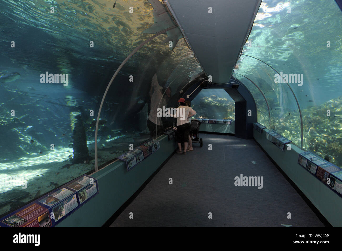 Tourists in the tunnel of HQ Reefworld in Townsville, Australia, Stock Photo
