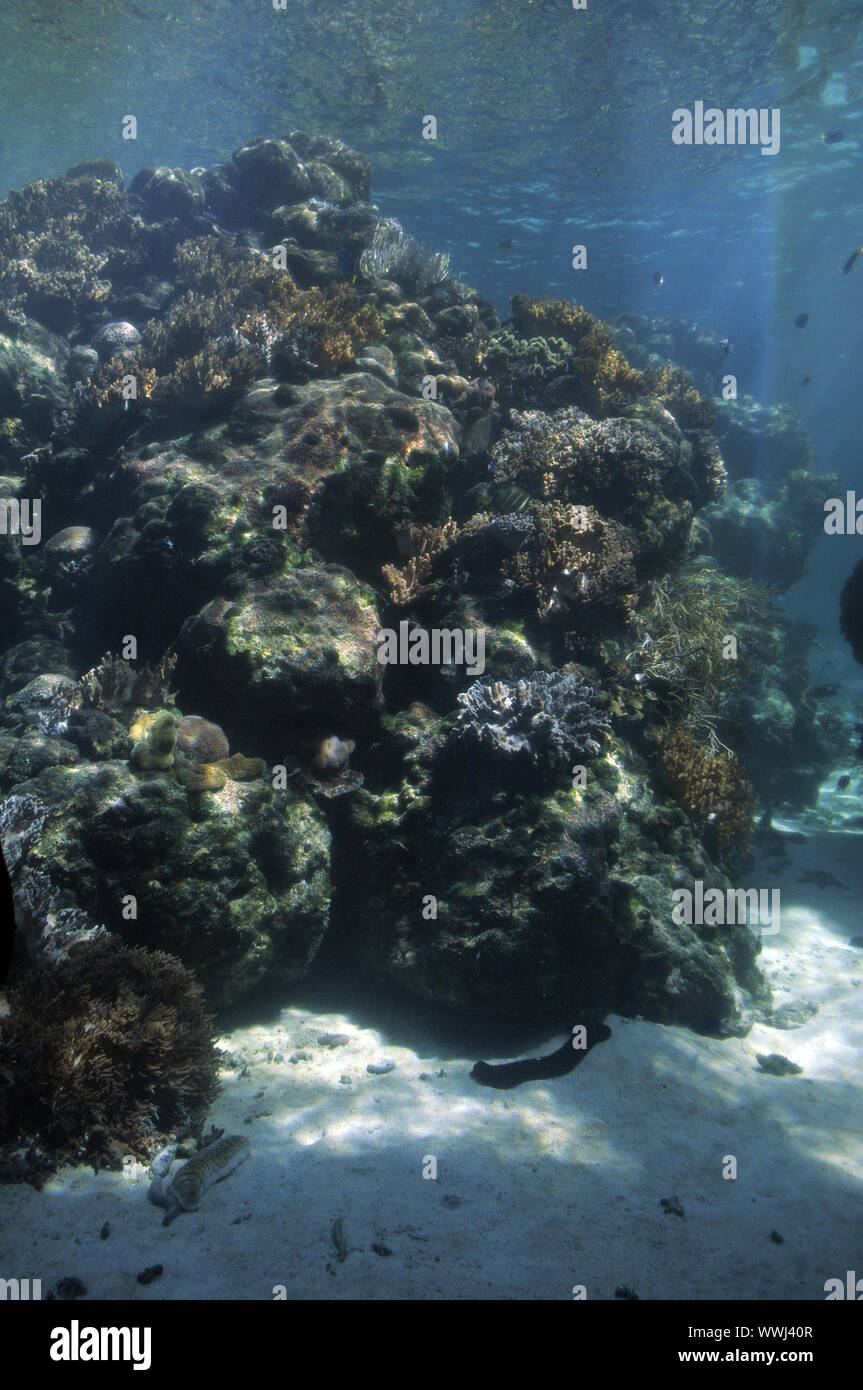 Insight into the largest coral reef aquarium on earth at HQ Reefworld, Townsville, Australia