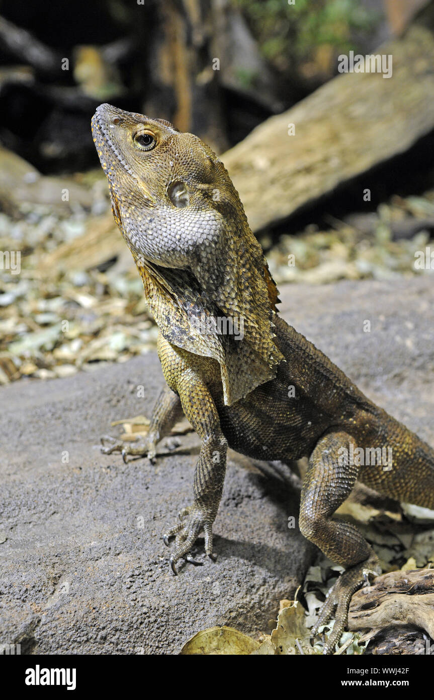 Chlamydosaurus kingii, Queensland, Australia Stock Photo
