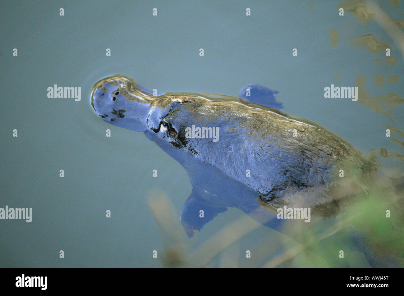 Platypus, Ornithorhynchus anatinus, in its natural habitat Stock Photo