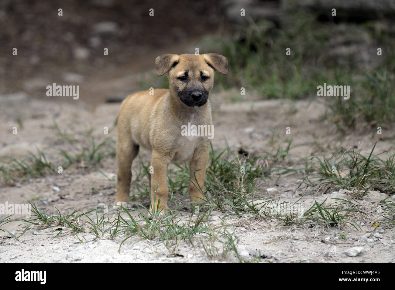 Canis lupis dingo, Fraser Island, Queensland, Australia Stock Photo