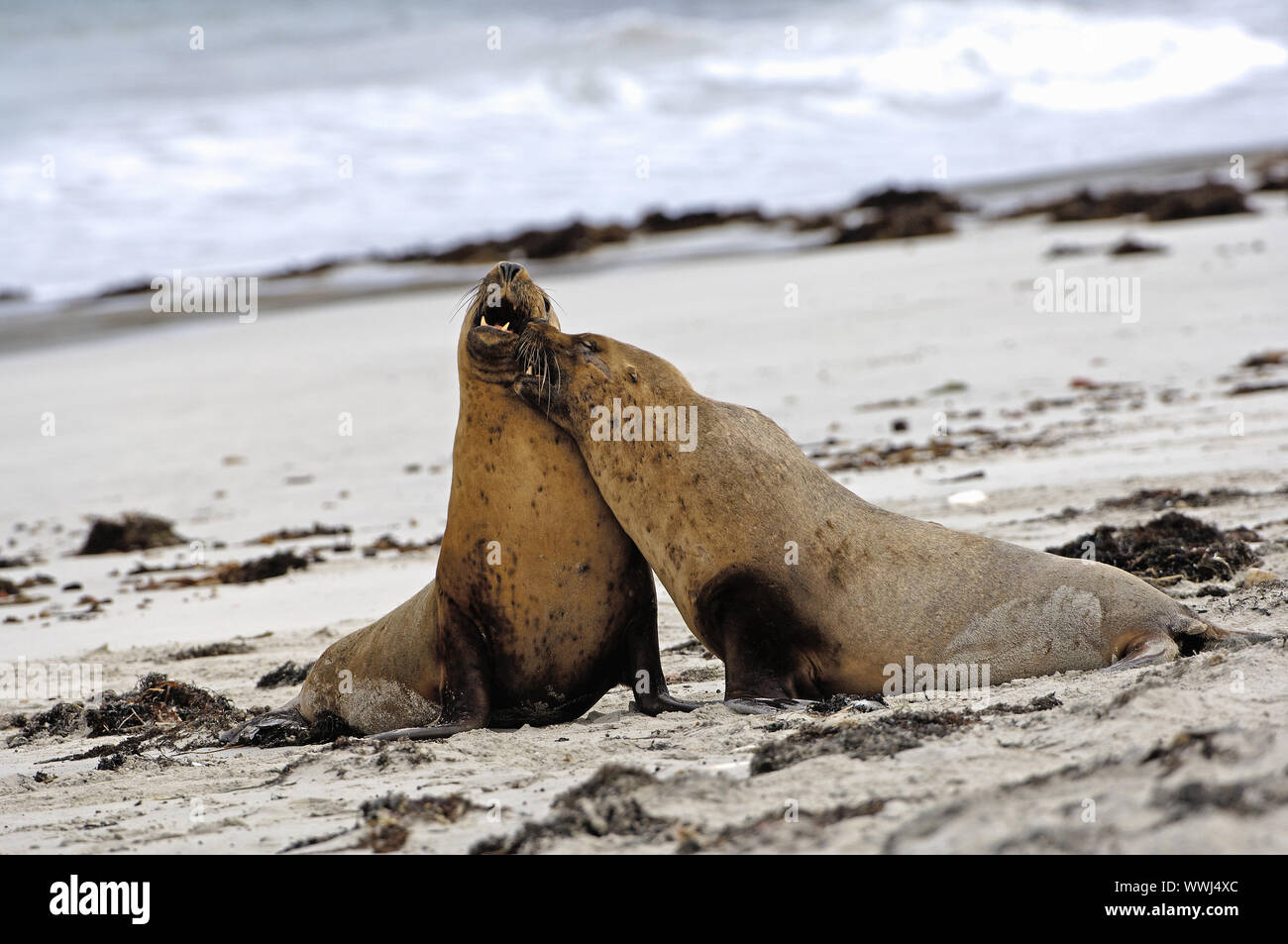 Australian sea lion , Neophoca cinerea, on the beach of Kangaroo Island, South Australia Stock Photo