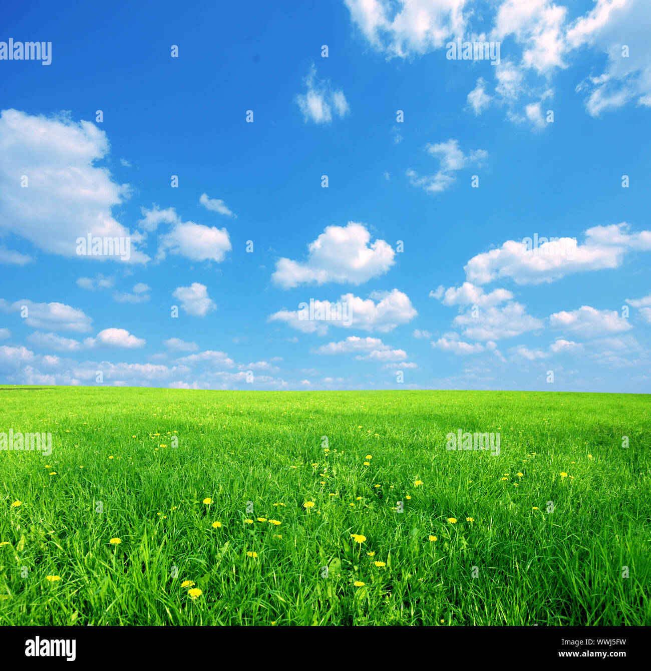 Sunny landscape 2024