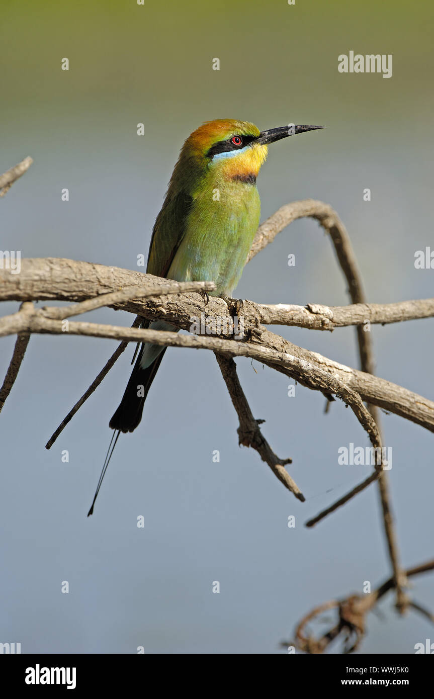 Rainbow Bee-eater, Merops ornatus, Cockatoo NP Northern Territory, Australia Stock Photo
