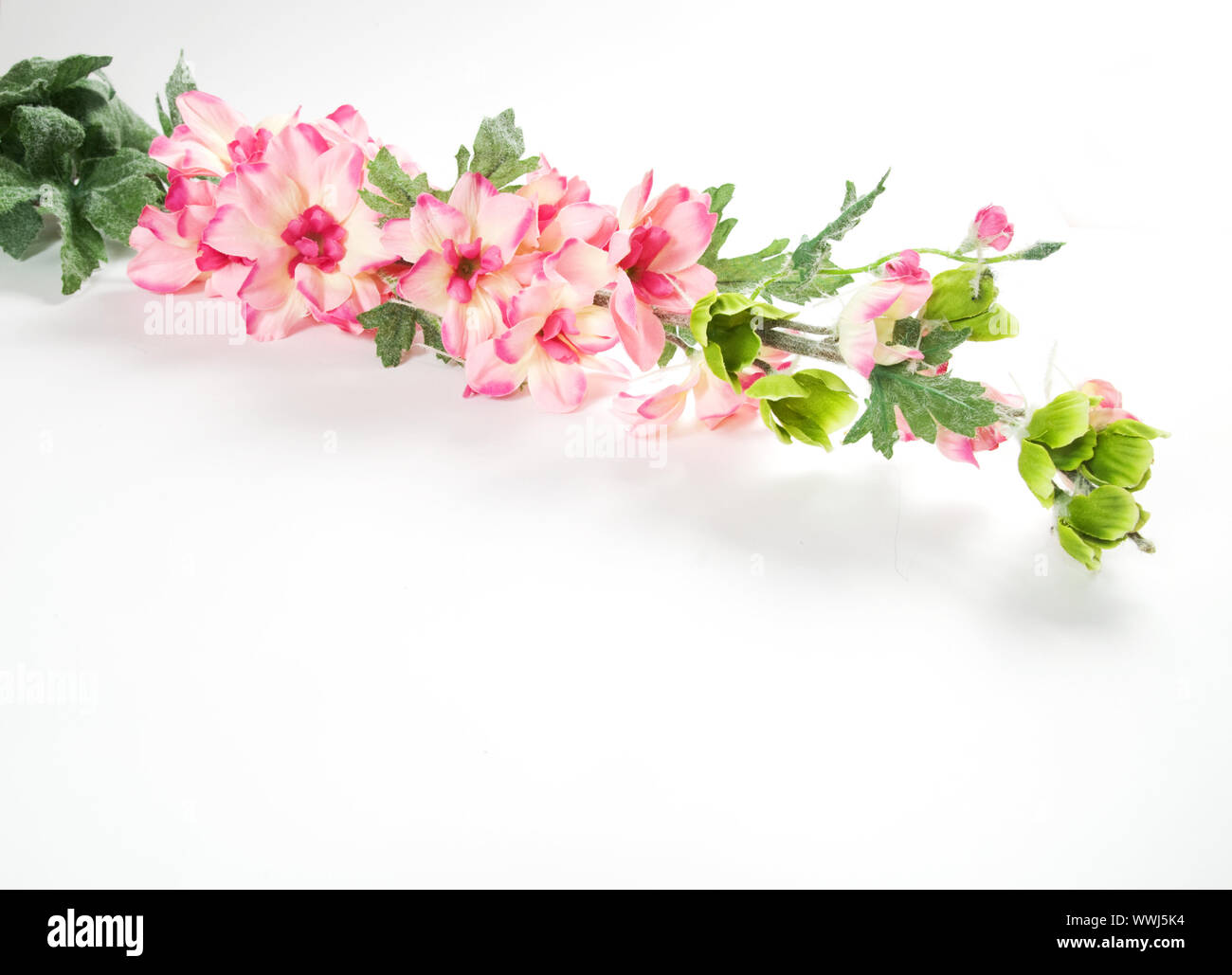 Spring flowers isolated on white background Stock Photo - Alamy
