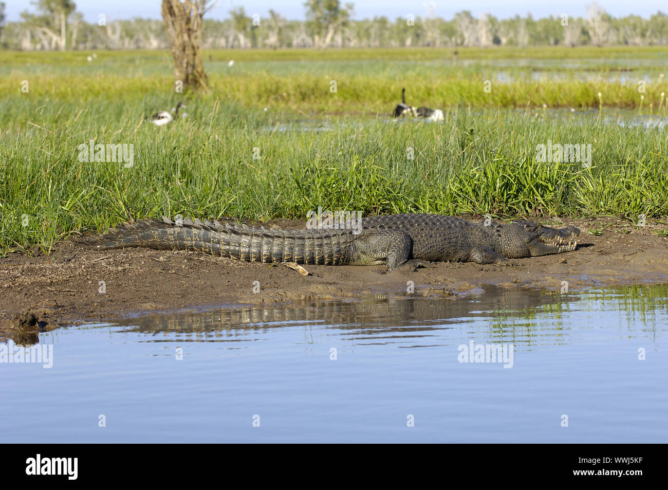 Groin Crocodile, Saltwater Cork Crocodile, Cocodylus porosus, Kakadu NP Northern Territory, Australia Stock Photo