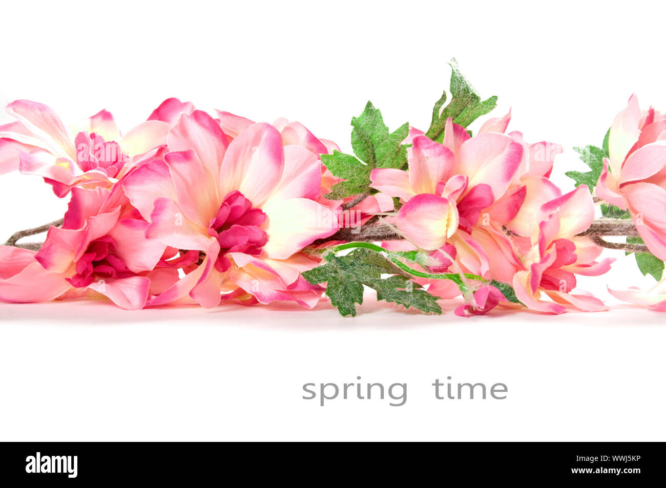 Spring flowers isolated on white background Stock Photo - Alamy