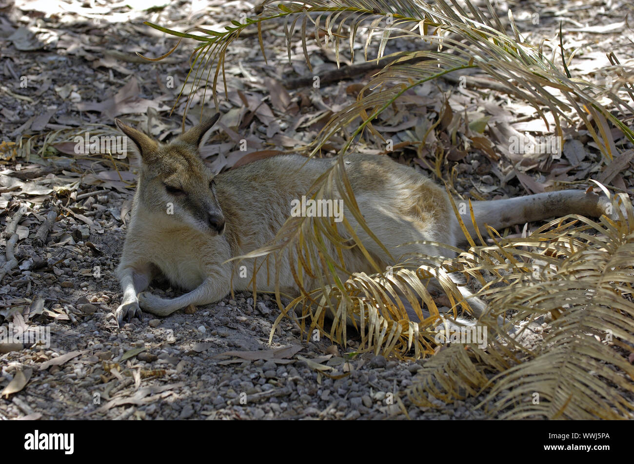 agile wallaby, sandy allaby, Litchfield NP, Northern Territory, Australia Stock Photo