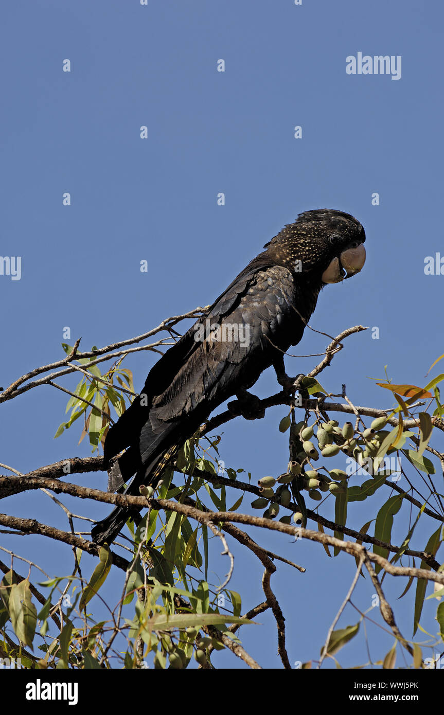 black red-tailed cockatoo, Calyptorhynchus banksii, Litchfield NP, Nothern Territory, Australia August Stock Photo