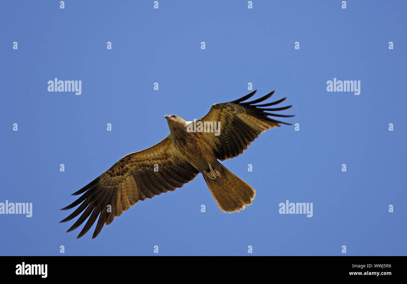 whistling kite, Haliastur sphenurus, Litchfield NP, Nothern Territory, Australia Stock Photo
