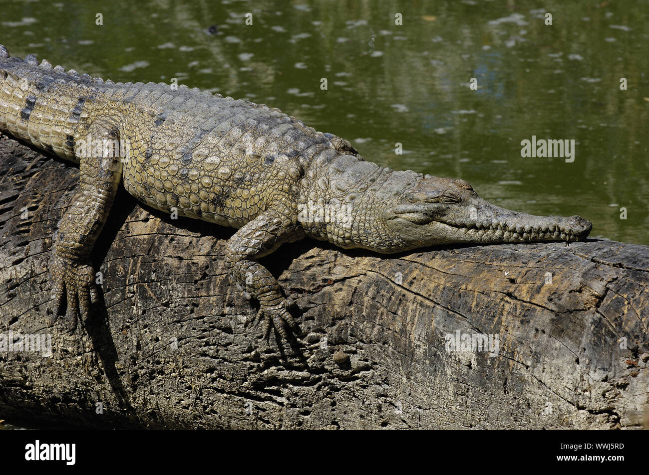 Australian freshwater crocodile, Crocodylus johnsoni, Litchfield NP, Nothern Territory, Australia Stock Photo
