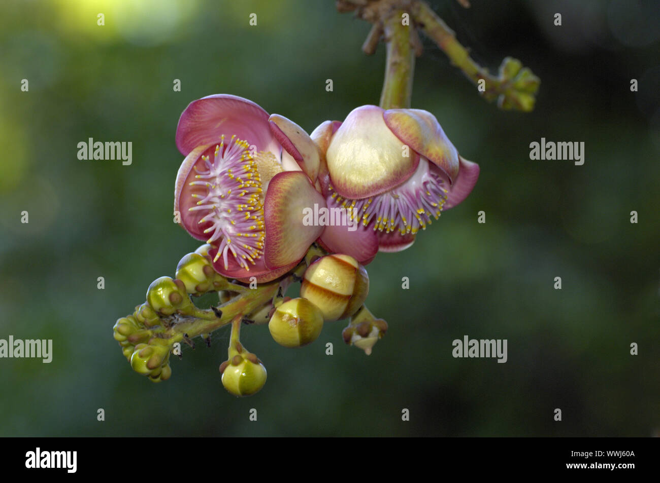 Flower of the canonball tree, Couropita guianenses, Darwin, Northern Territory, Australia Stock Photo