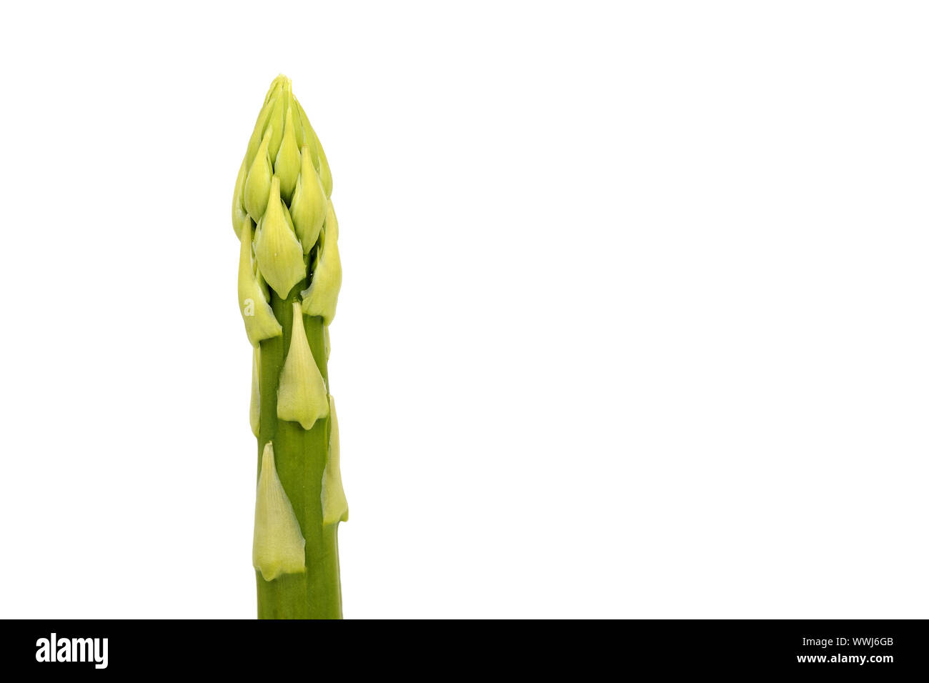 green asparagus, Aspagurus, asparagus tip Stock Photo
