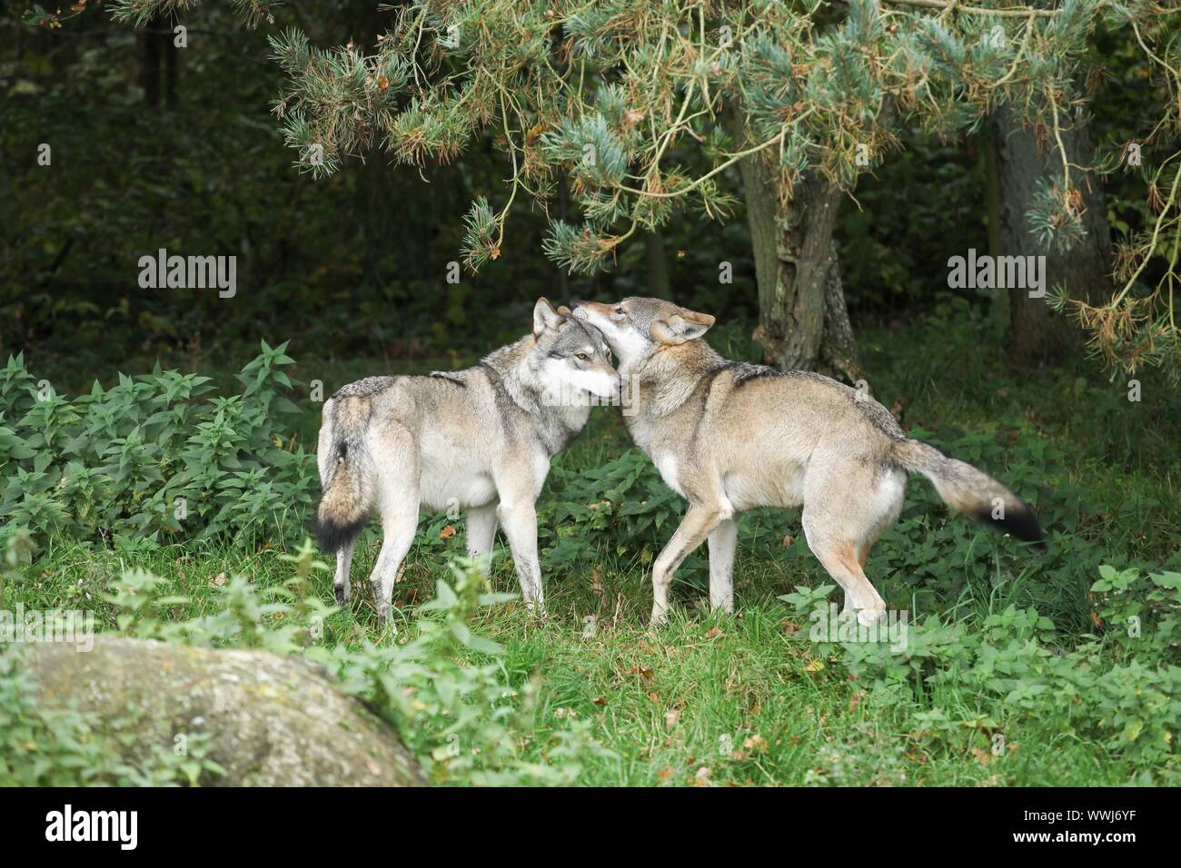 Wolves playing in the nature Stock Photo
