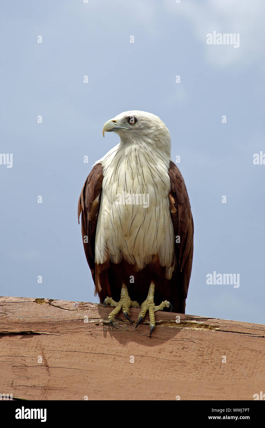 White headed kite hires stock photography and images Alamy