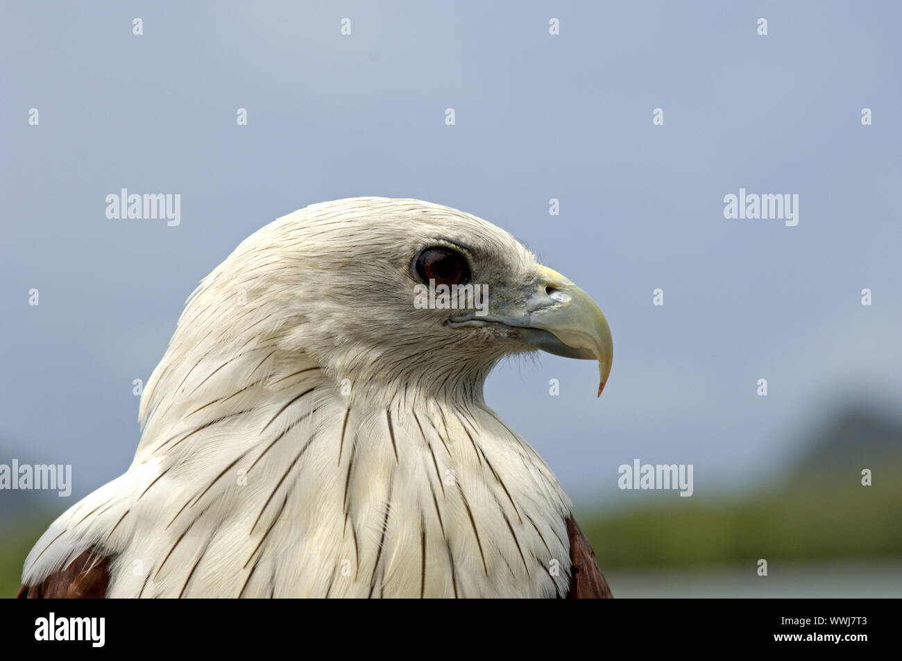 Whiteheaded Kite, Haliastur indus Stock Photo Alamy
