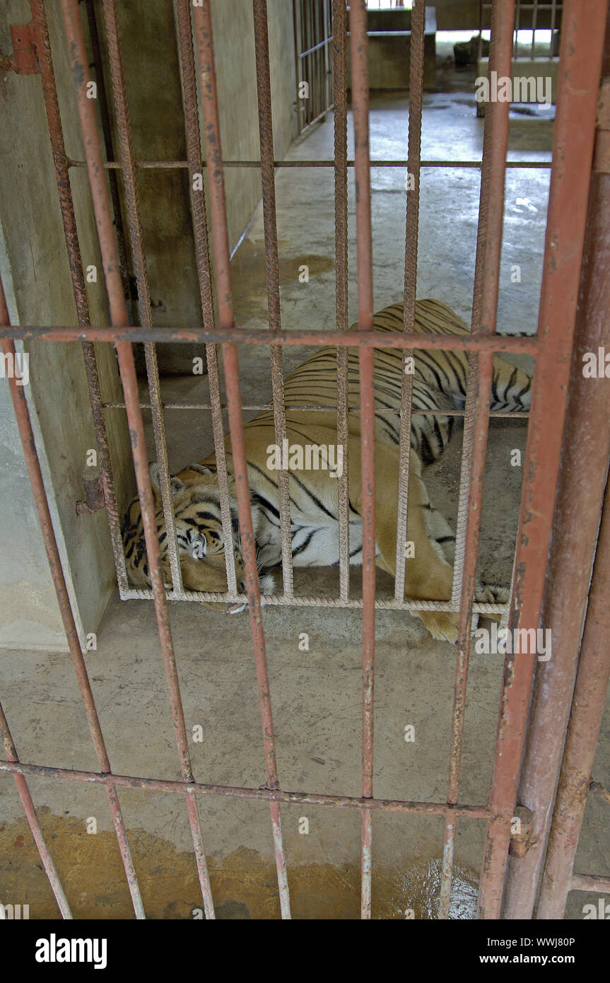 adult Tiger in his 3x6Meter cell for the whole day in the Tig Stock Photo