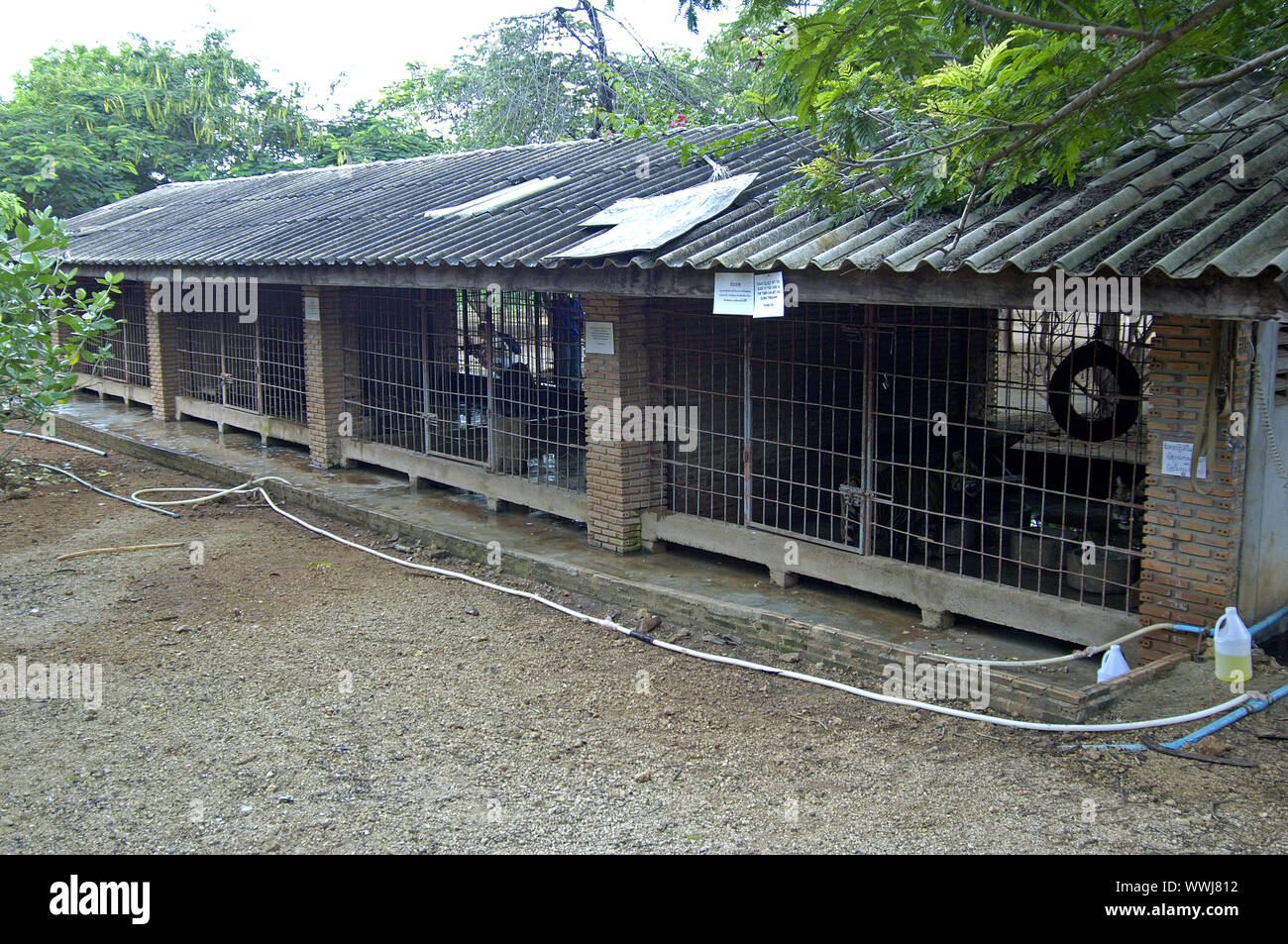 pitiful cages of the tigers in the tiger temple of Luangta Maha Bua Stock Photo