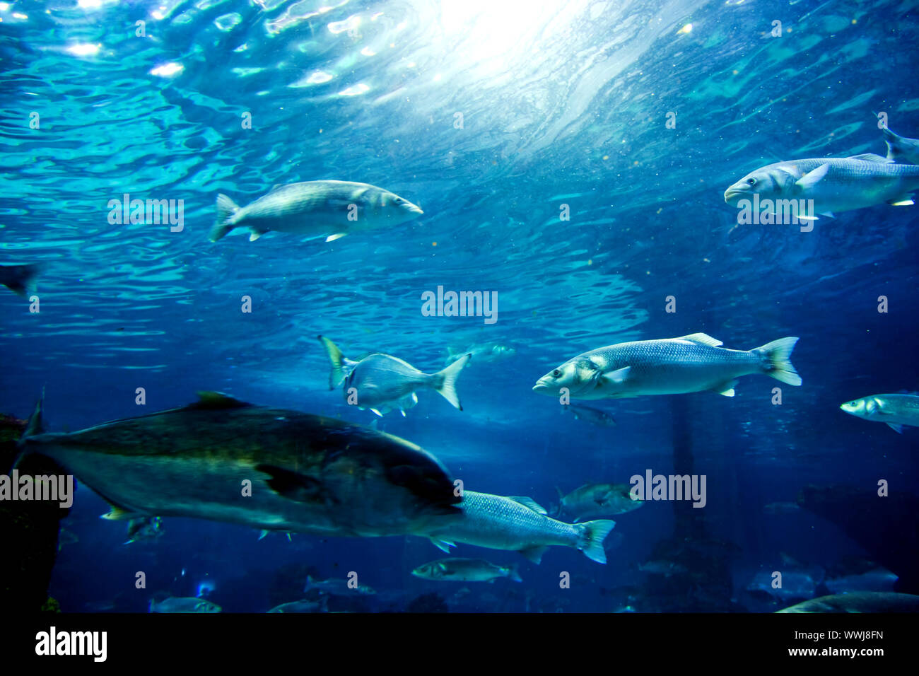Underwater view in aquarium. Fish, sunlight Stock Photo Alamy