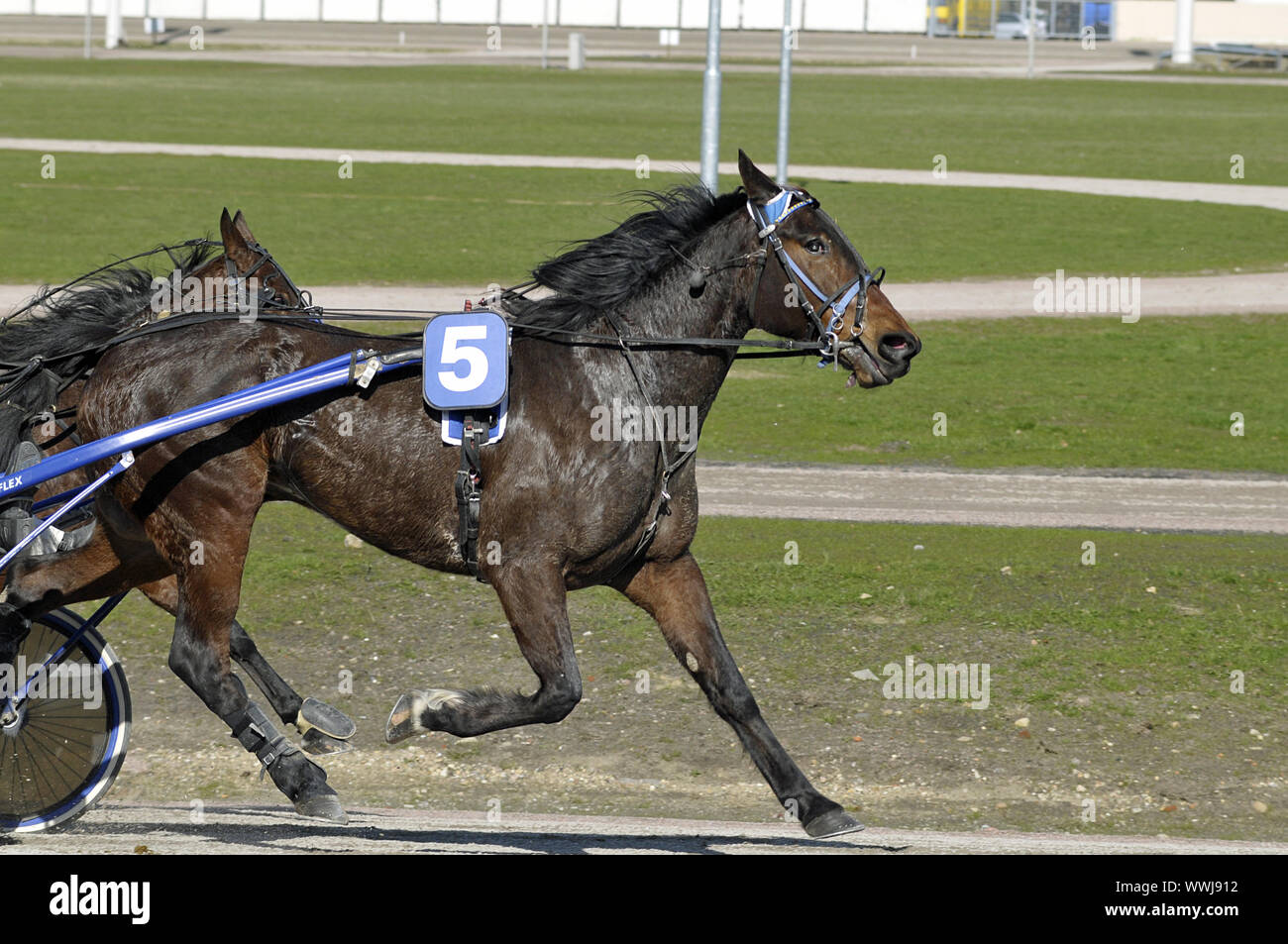 Trotting horse Stock Photo