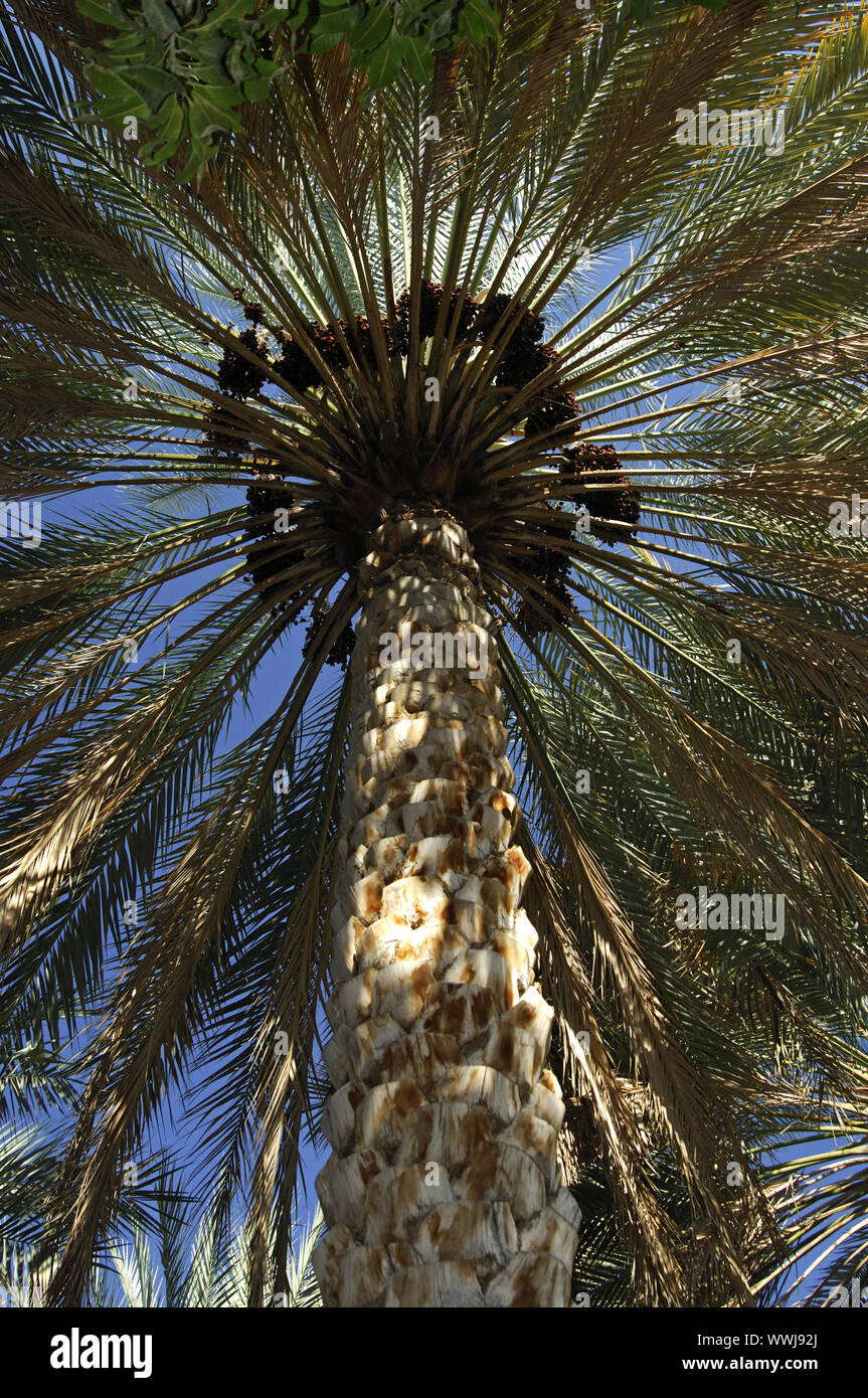 Crown of a date palm Stock Photo