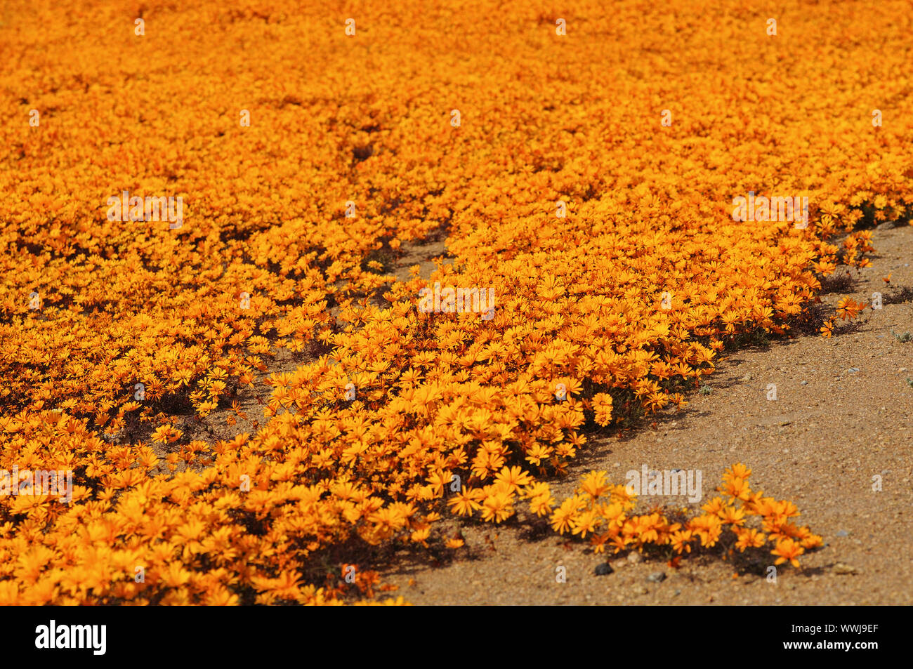 Flower carpet of Ursinia cakilefolia Stock Photo