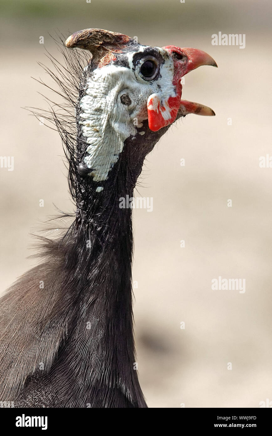 Helmeted Guineafowl Stock Photo
