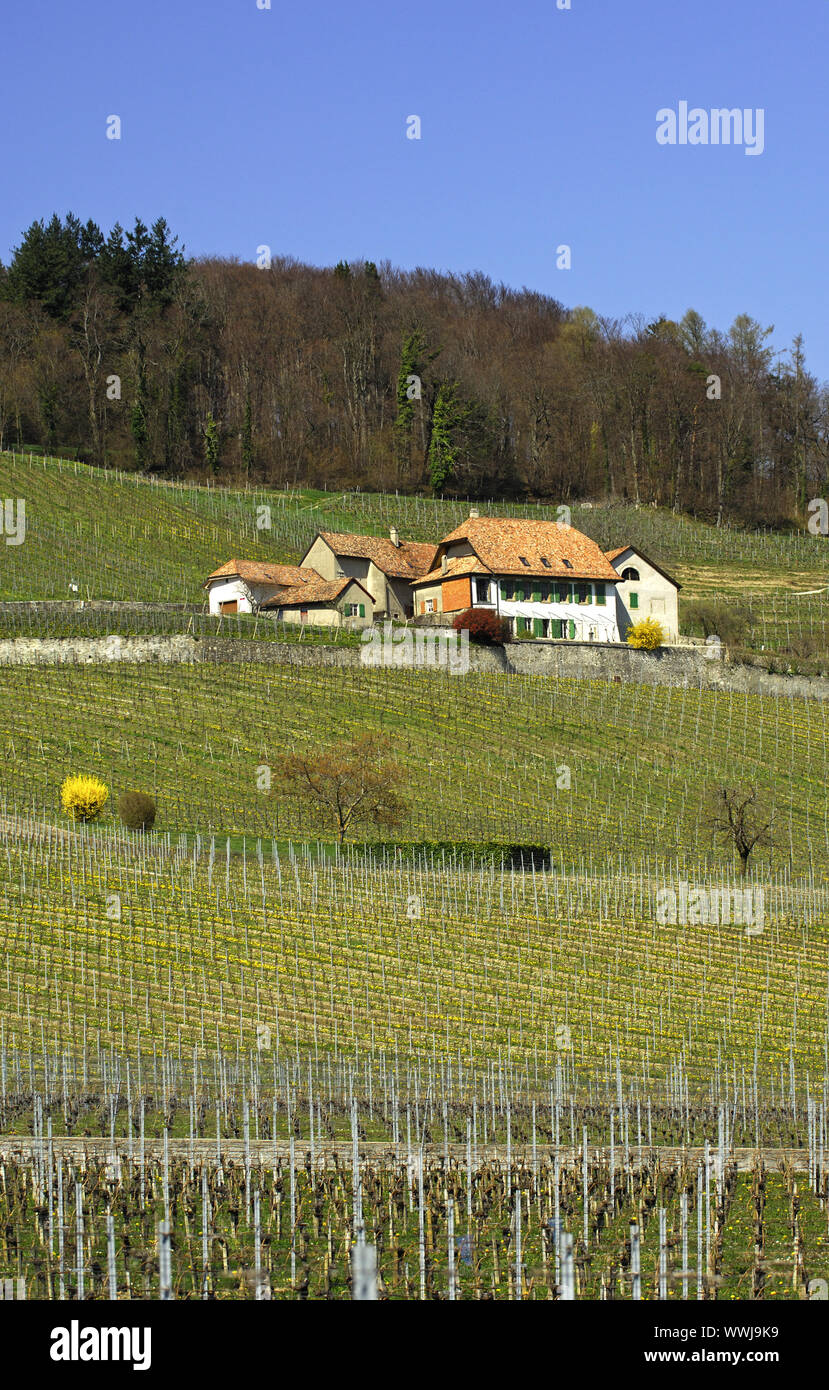 Vineyard at the Jura, Switzerland Stock Photo Alamy