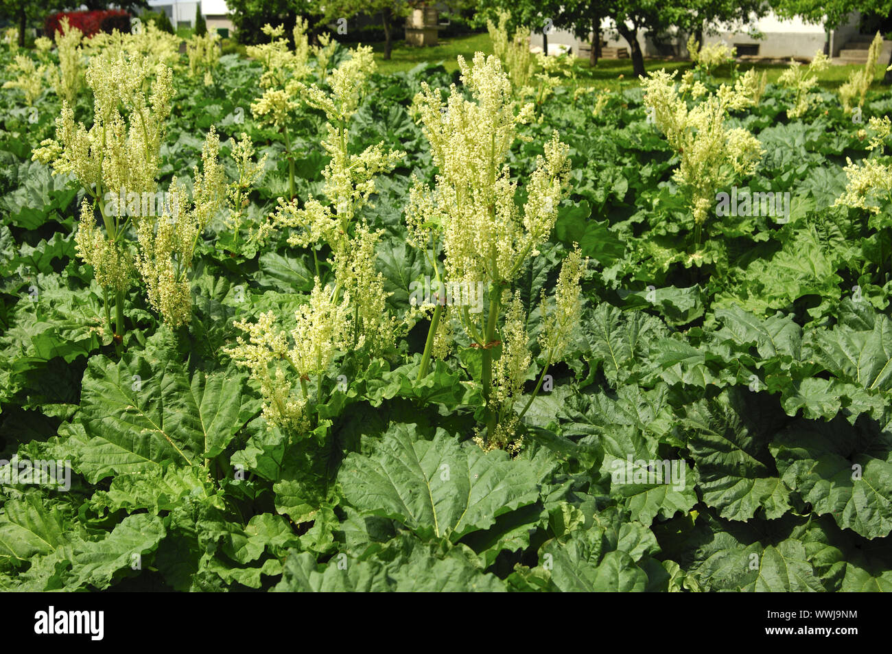 Flowering Rhubarb Stock Photo