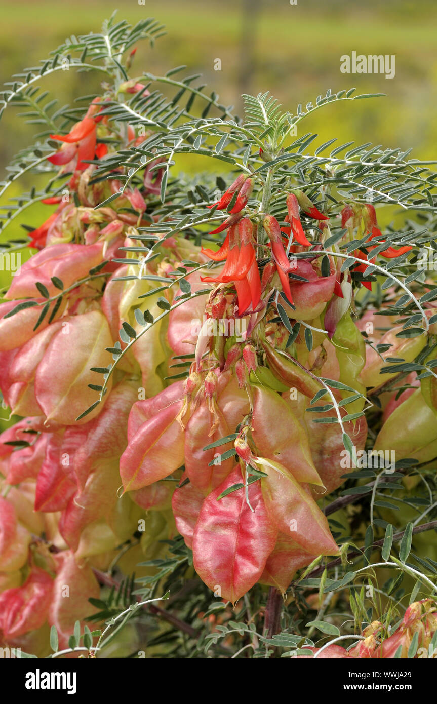 Sutherlandia frutescens Stock Photo