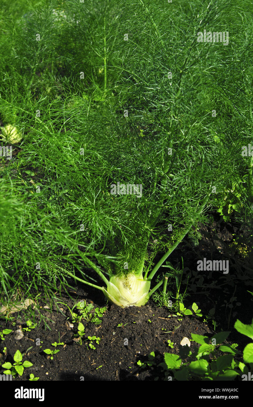 Cultivation of vegetable fennel Stock Photo Alamy