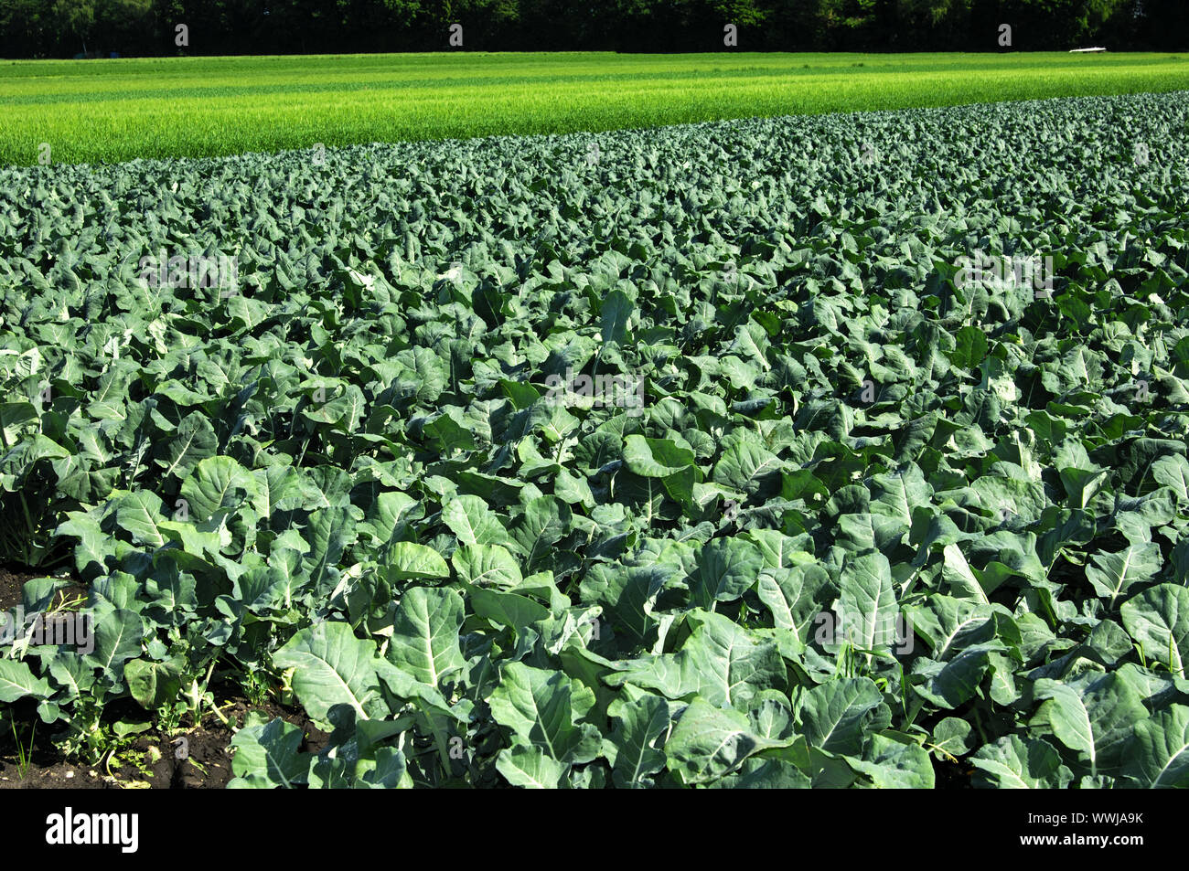 Field with broccoli Stock Photo - Alamy