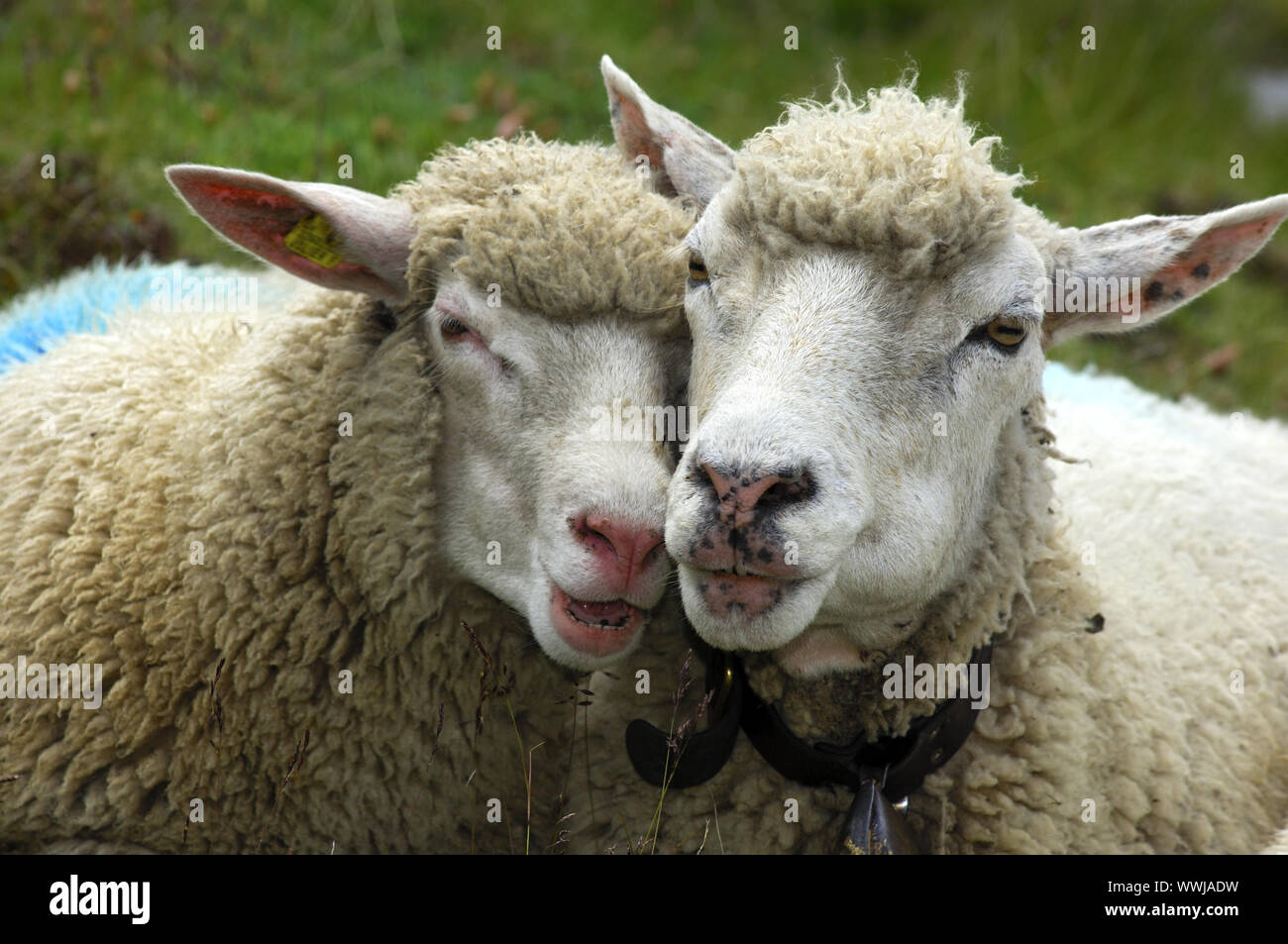 sheep's love Stock Photo