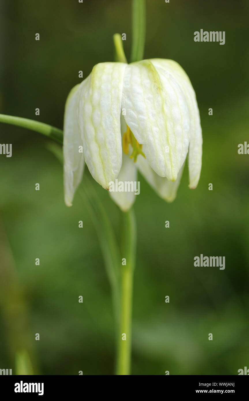 White chessboard flower Stock Photo