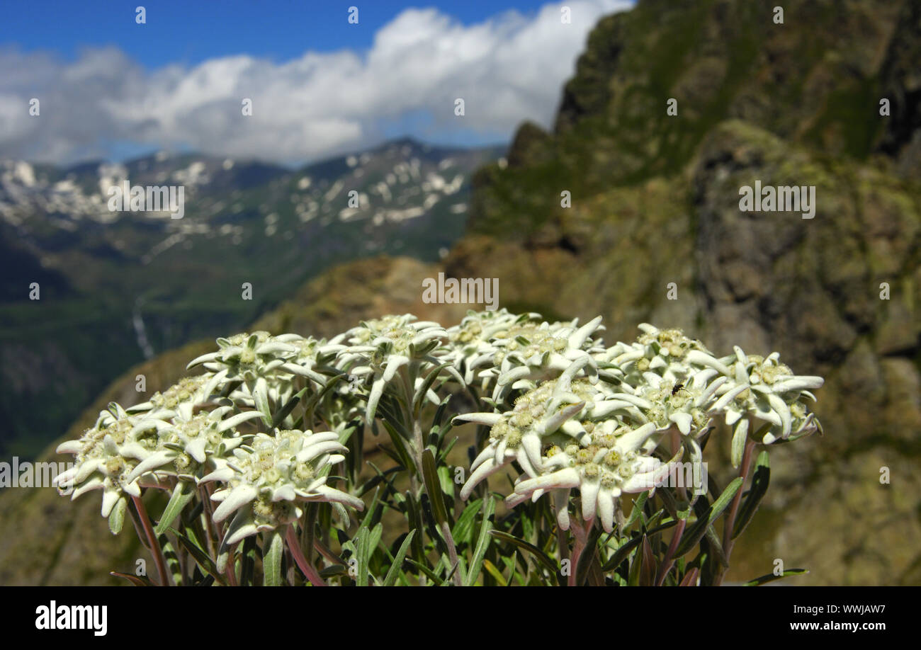 edelweiss Stock Photo