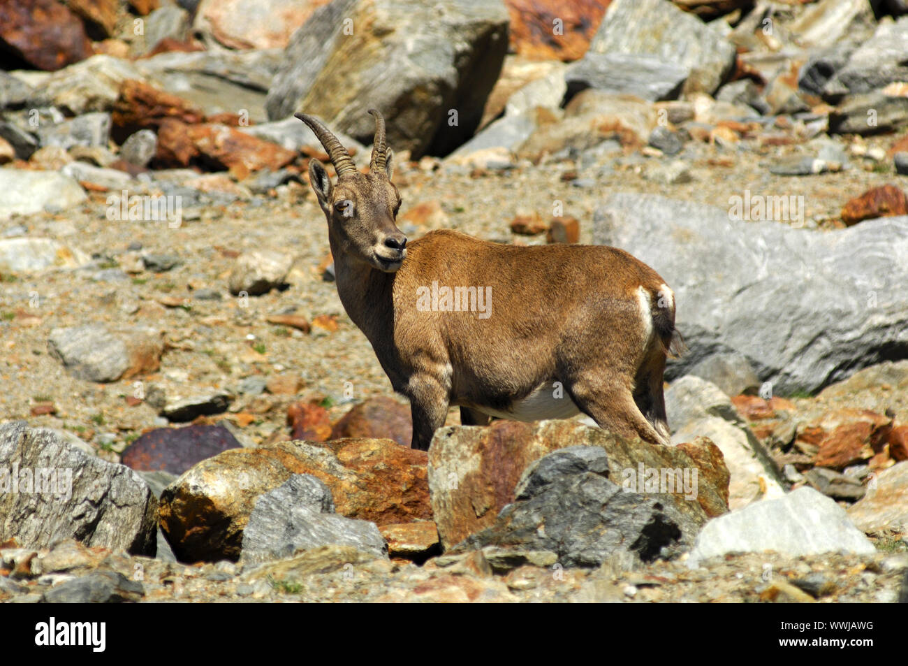 Young Alpine ibex Stock Photo
