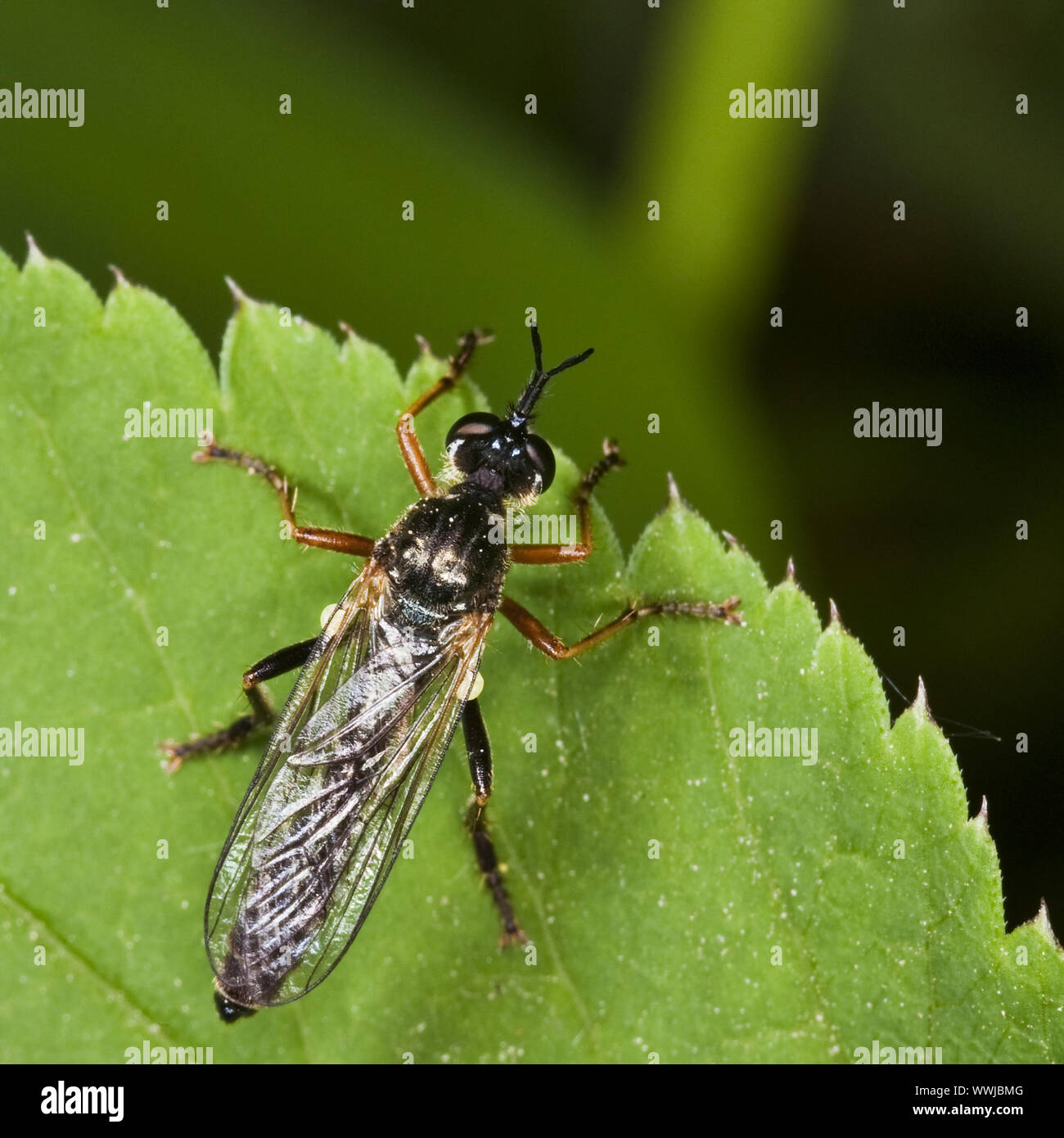 Sawfly (order Hymenoptera, Suborder Symphyta) Stock Photo